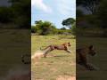 The Ghost of Yala: Sri Lankan Leopard 🐆 #Shorts