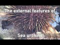 External features of sea urchins