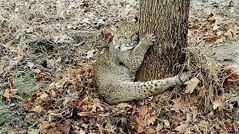 Bobcat catch and release first one I