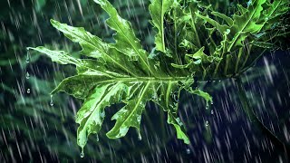 Rain Sounds for Sleeping | Relaxing White Noise
