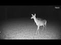 2021 09 20 deer2 aggressive