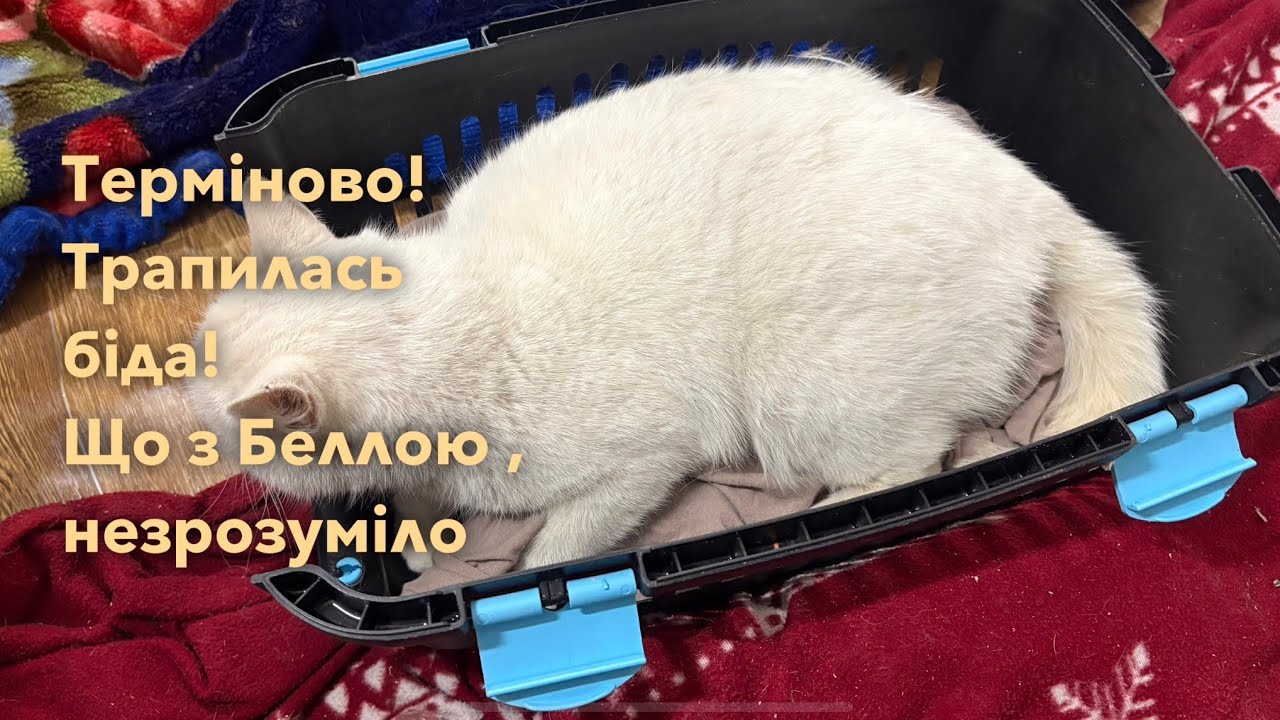 Трапилась біда. Белла 
