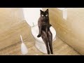 Funniest Cats 😹 - Don't try to hold back Laughter 😂 - Funny Cats Life