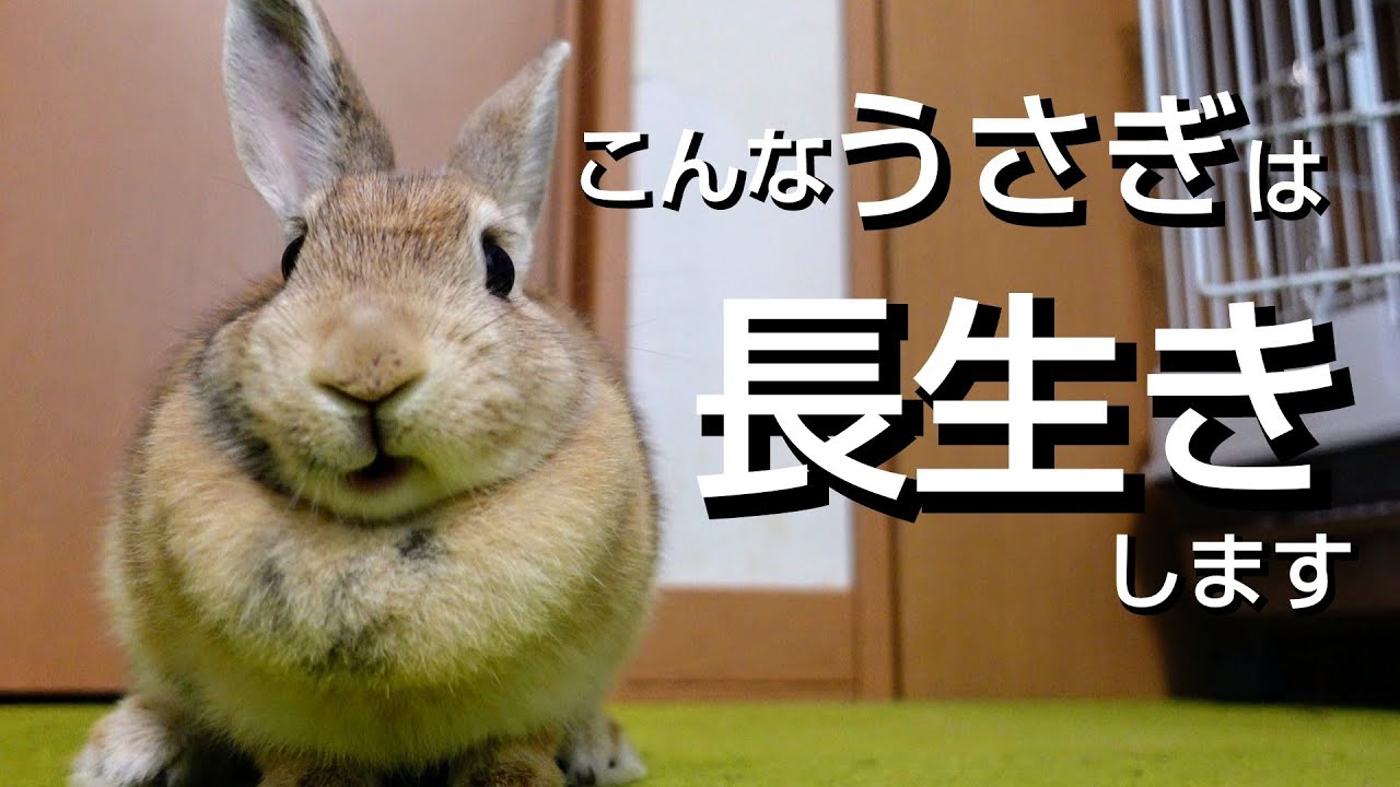 【今すぐ改善！】長生きするうさぎの特徴６選