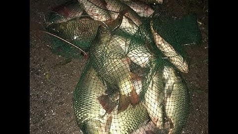 Bài mồi câu cá Chép làm các chủ hồ khiếp vía (Câu lục)