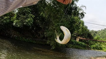 CÂU CÁ MƯƠNG SUỐI