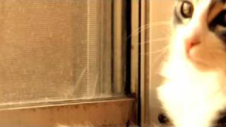 Lady Gaga Pokerface Catsync