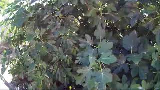 Torremocha de Jarama 3ª