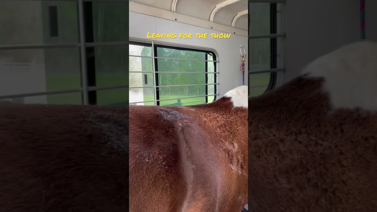 Leaving for the Horse Show 