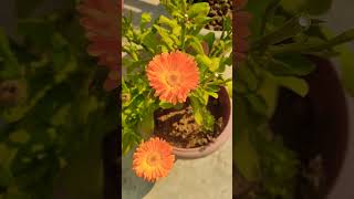 Medicinal Benefits Of Calendula