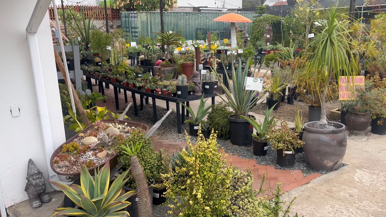 MISSION HILLS NURSERY SAN DIEGO. CACTUS & SUCCULENT SHOPPING TOUR. SAN DIEGO’S OLDEST NURSERY.