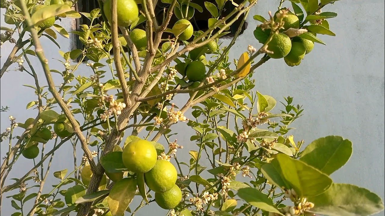 تزهير وليمون بكثافه بعد استخدام السماد علي شجرة الليمون