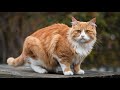 PECINTA KUCING OREN WAJIB NONTON !! FAKTA UNIK YANG JARANG KITA KETAHUI MENGENAI KUCING OYEN