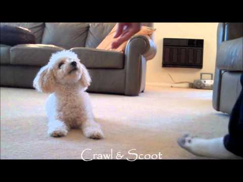 Βίντεο: Πώς να μεγαλώσετε ένα Poodle