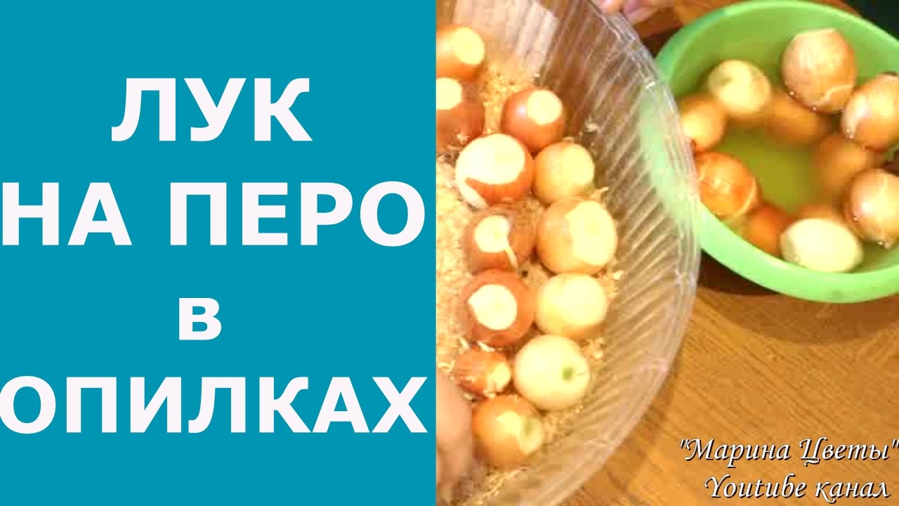 Выращивание лука в опилках в домашних условиях Выращивание лука в опилках в домашних условиях