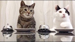 Terhibur hati tengok gelagat dua kucing comel