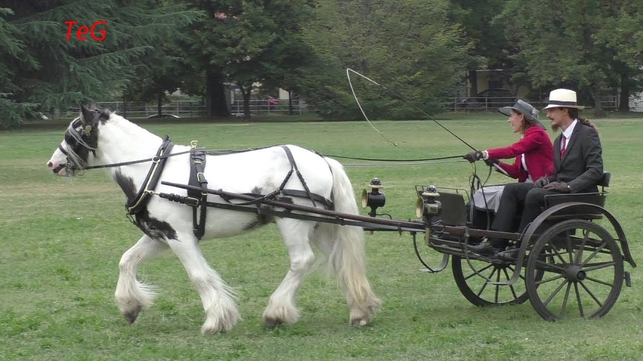 Carrozza Con Cavalli N 3 Prova Di Maneggevolezza Ciat Castello Malgra 2019 Youtube