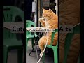 Handcuffed Cat Is Angry On its Owner 😂😂😂#cat#handcuffed#viralshorts #trendingshorts