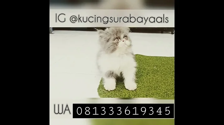 Watch the video about Kitten Persian Flatnose Blue And White, Jual Kucing Mojokrrto Jombang Kediri