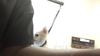 Grooming a chihuahua part 2