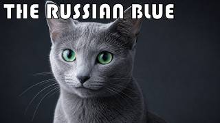 The Majestic Russian Blue: The Ultimate Breed Guide & Documentary
