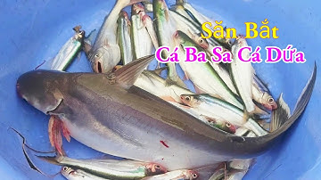 Săn Bắt Cá Ba Sa Cá Dứa Câu Mồi Độc Lạ Nhất Miền Tây Sông Nước / Kiềm Rapper