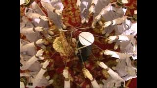 Pedang Pora TNI AL - Navy -  Eko Jasindo  & Ginta  music by Deo Riyanto Video  by Photo Talk