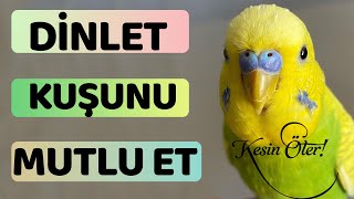 Muhabbet Kuşu Kızıştırma Sesi - Erkek yavru Sesi - Mutlu etme sesi