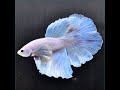 ベタ 熱帯魚 生体 ショーベタ パステル オス ホワイト系2618
