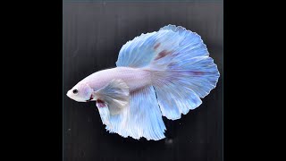 ベタ 熱帯魚 生体 ショーベタ パステル オス ホワイト系2618