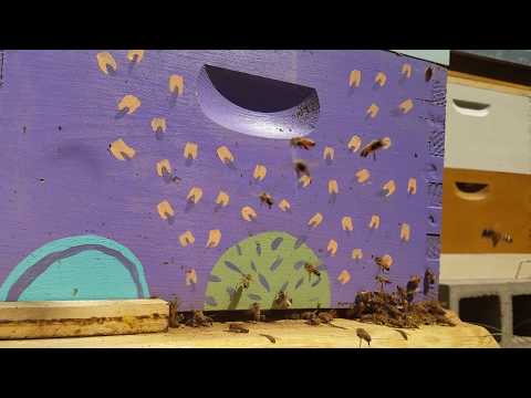 Honey bees 2017 eclipse colorado