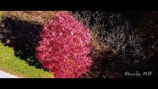 A Little Past Peak - Late Fall Foliage At Odiorne Point, Rye, New Hampshire