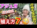 【アジュガの植え方7選】グランドカバーだけじゃないアジュガの活用法が凄すぎる✨ランナーを使った空間植栽って知ってる?/ 並べただけなのにプロ級のリースも出来ちゃう🤗超人気宿根草【ガーデニング】