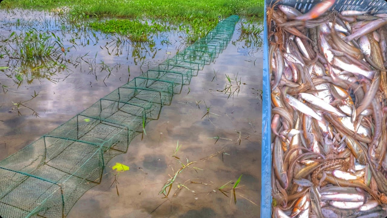 Cast Ring Net Fishing with beautiful natural | Really Beautiful Village ...