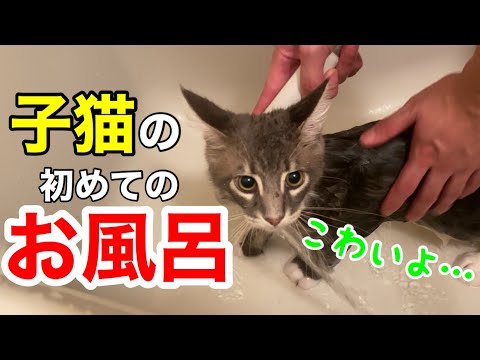 メインクーン子猫を初めてお風呂に入れたら大変だった…！