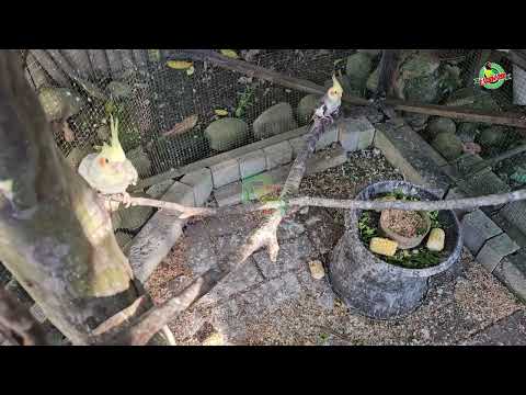 Ternak Parkit di Aviary - 02 Agustus 2025