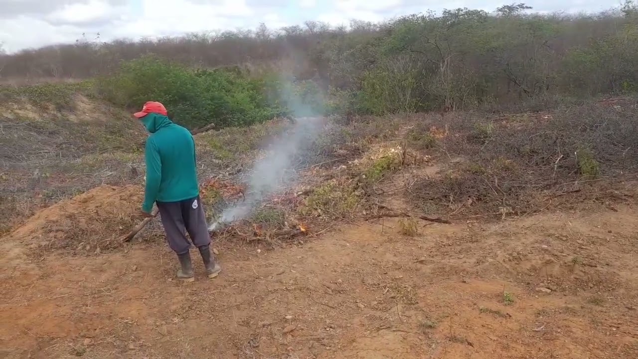 VEJA A QUEIMA DA ROÇA TRABALHO RURAL NO NORDESTE COMO É FEITO A QUEIMA DA ROÇA 