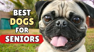 15 Dog Breeds SENIORS Will Love (Some May Surprise You!)