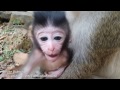 Life of monkeys Ep112, life of beautiful baby monkey with mom,Lovely bab...
