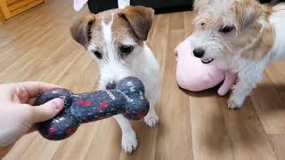 Happy Jack Russell Terriers / funny dogs / cute dogs by Hilda 2,439 views 2 years ago 5 minutes, 44 seconds