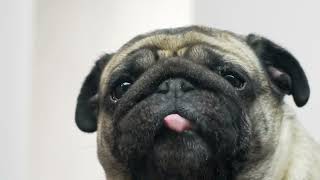 Dog Licker Live Wallpaper FREE Official App Trailer   YouTube screenshot 2