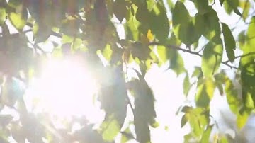 تلاوة خاشعة تشرح الصدر -سورة الواقعة كاملة للشيخ ناصر القطامي