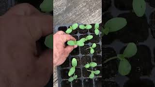 How to transplant melon seedlings into main pots.