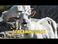 Screaming Goat Ringtone