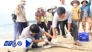 Hai nhóm nguyên nhân chính làm cá chết ở miền Trung | VTC