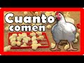 ☛▷CUANTO COMEN LOS POLLOS DE ENGORDE🐤