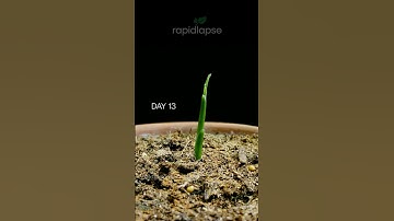 Growing GINGER Bought From Grocery Store #timelapse