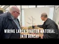 Wiring larch starter material into bonsai