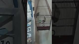 Download Lagu Crocok batam MP3