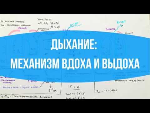 Видео: Во время вдоха внутрилегочное давление равно?